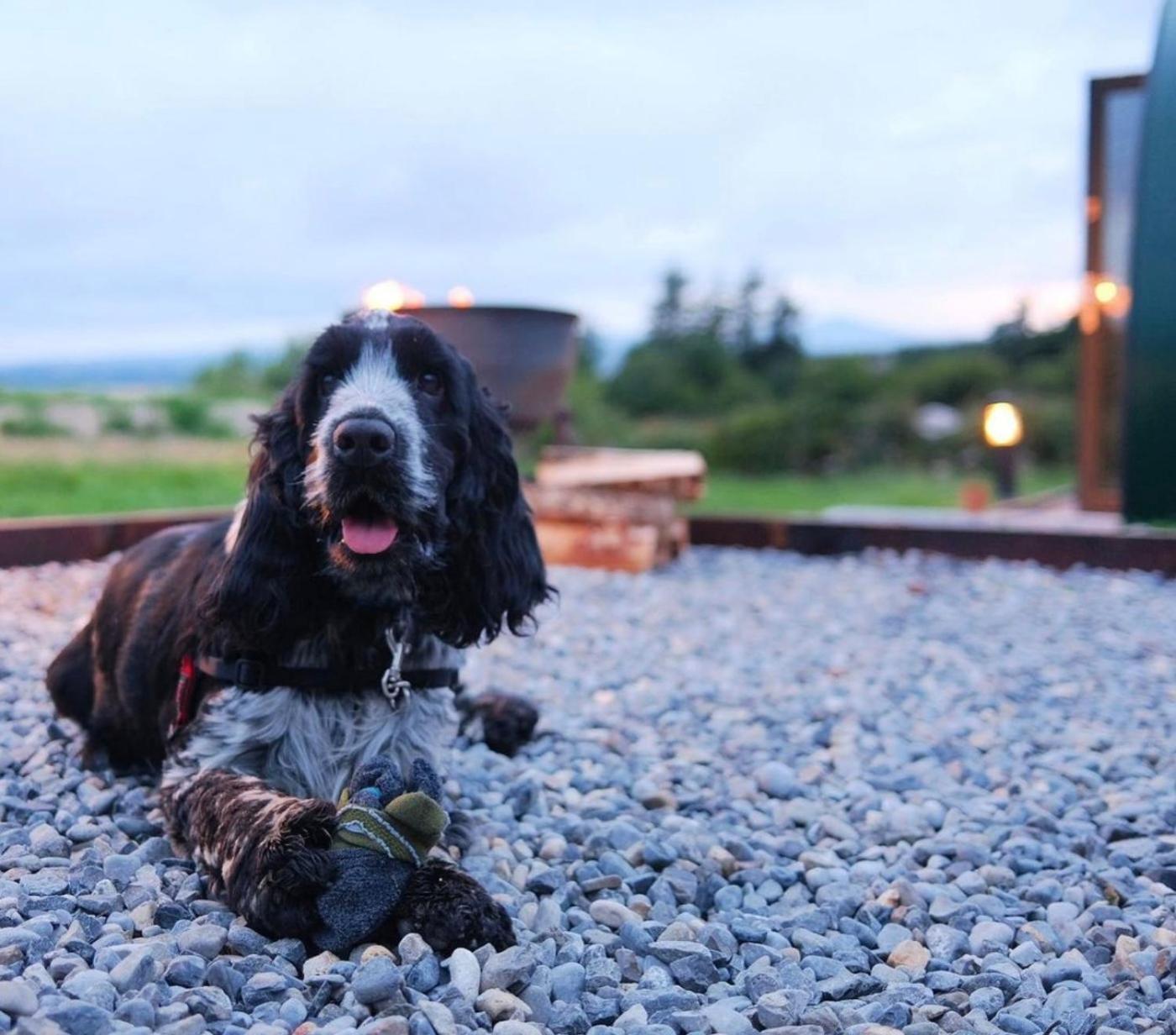 Forth Mountain Glamping Ballintlea Bagian luar foto